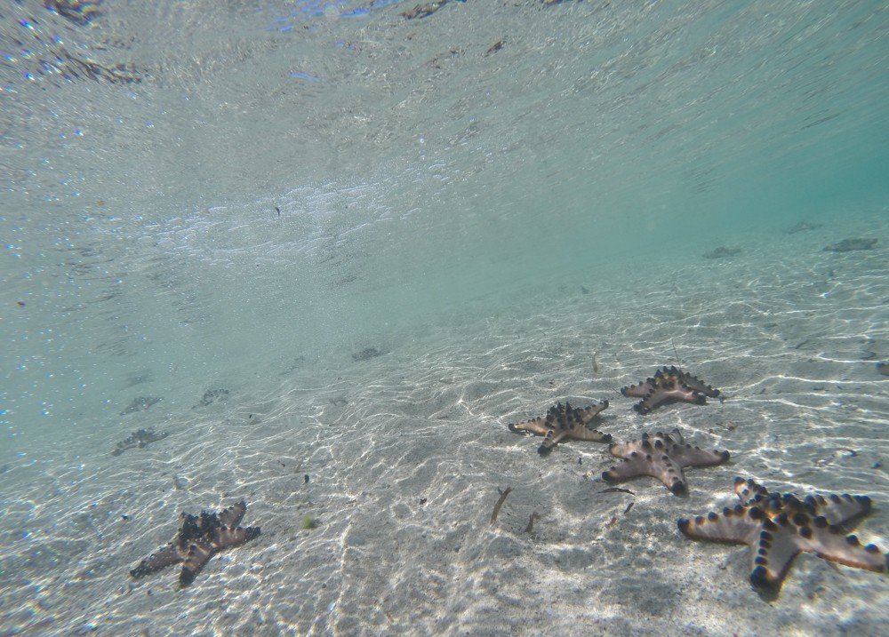 Starfish Island in Puerto Princesa, Palawan