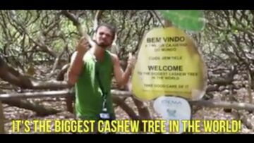 CAJUEIRO DE PIRANG IS THE WORLDS LARGEST CASHEW TREE