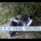 New Zealand: Crazy Penguin Fight!