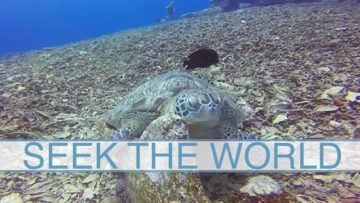 The Turtle City Where Countless Green Turtles are Found!